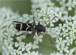 <p>KULOŠTÍTNÍK BERANNÍ (Clytus arietis) –--- /Wasp beetle – Echter Widderbock/</p>